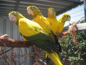 Golden conures for sale