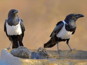 African Pied Crows for Sale