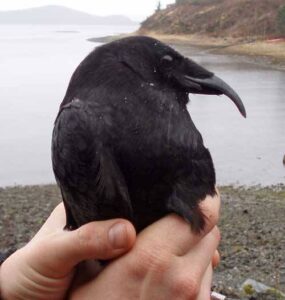 american raven for sale