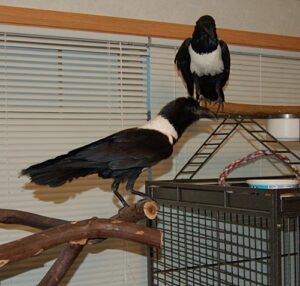 African pied crows for sale