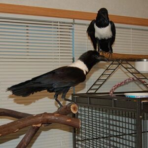 African Pied Crows for Sale