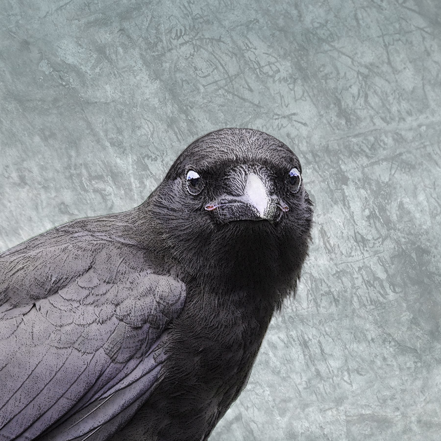 Crows
