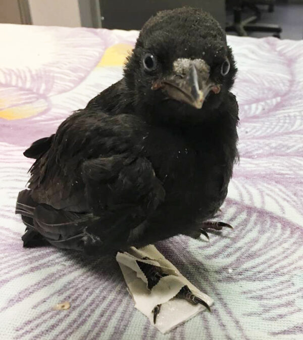 Baby crows for sale