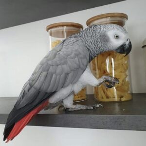 African Grey Parrots