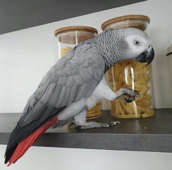 African Grey Parrots