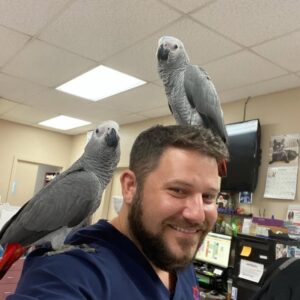 African Grey Parrots