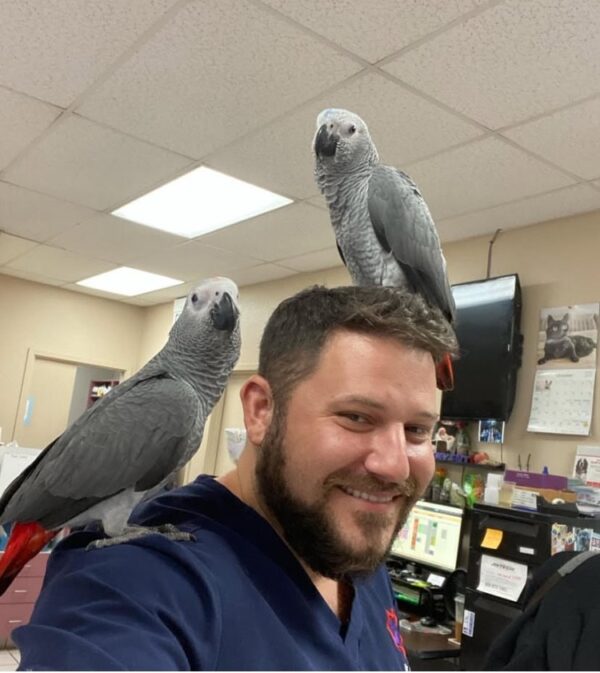 African Grey Parrots