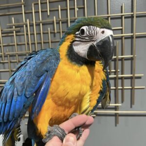 Blue and Gold Macaws