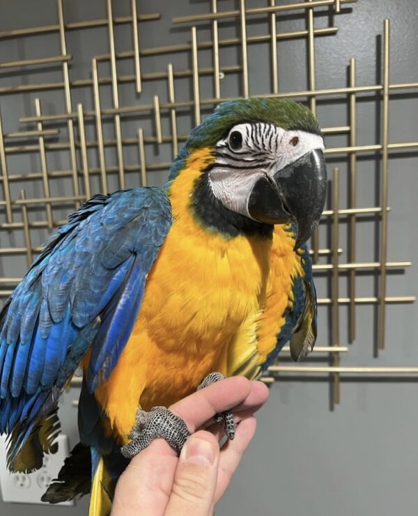 Blue and Gold Macaws