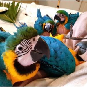 Blue and Gold Macaws