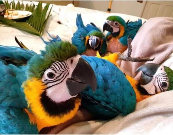 Blue and Gold Macaws