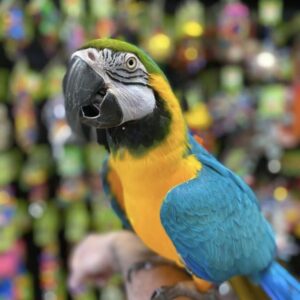 Blue and Gold Macaws