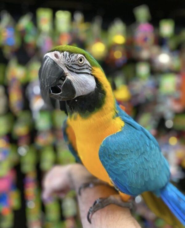 Blue and Gold Macaws