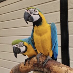 Blue and Gold Macaws