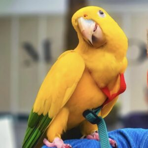 Golden Conures