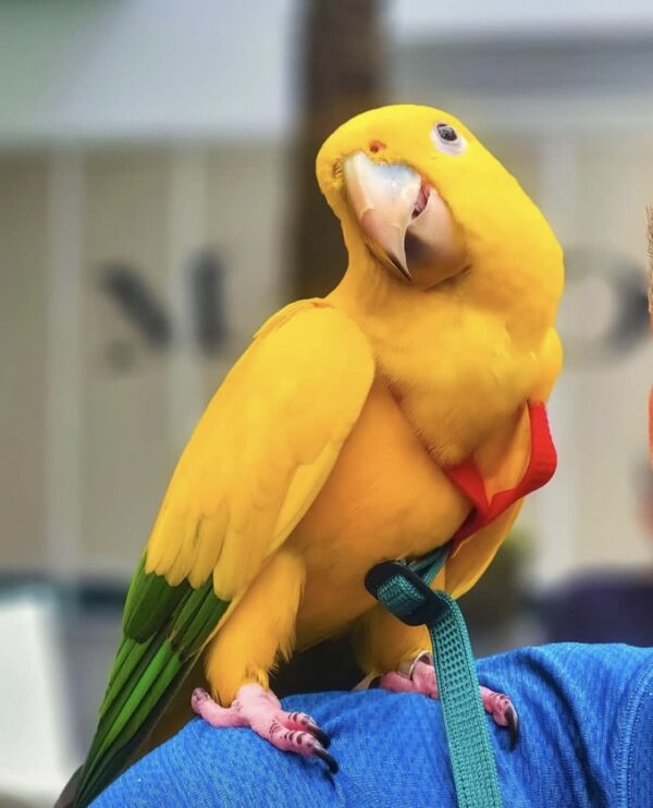 Golden Conures