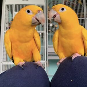 Golden Conures