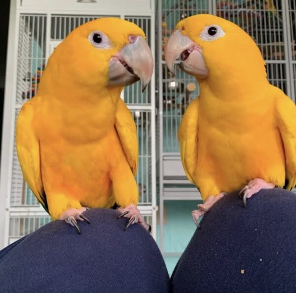 Golden Conures