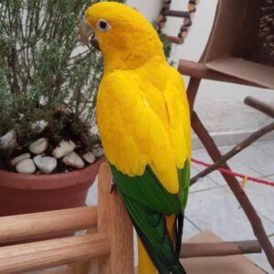 Golden Conures