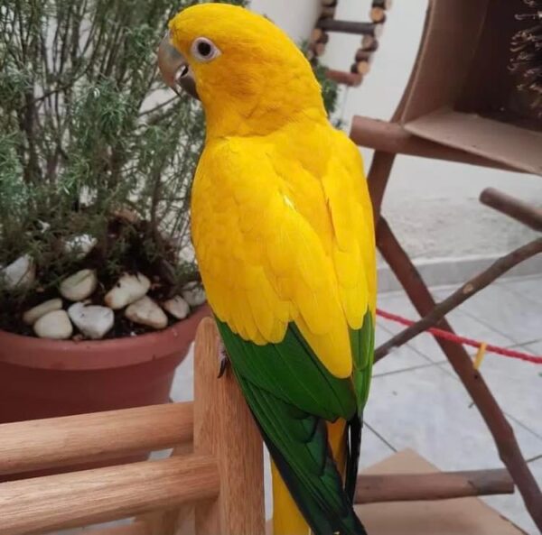 Golden Conures