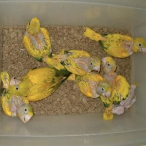 Golden Conures