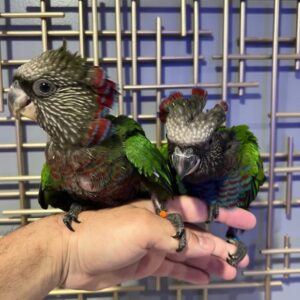 Hawk Headed Parrots
