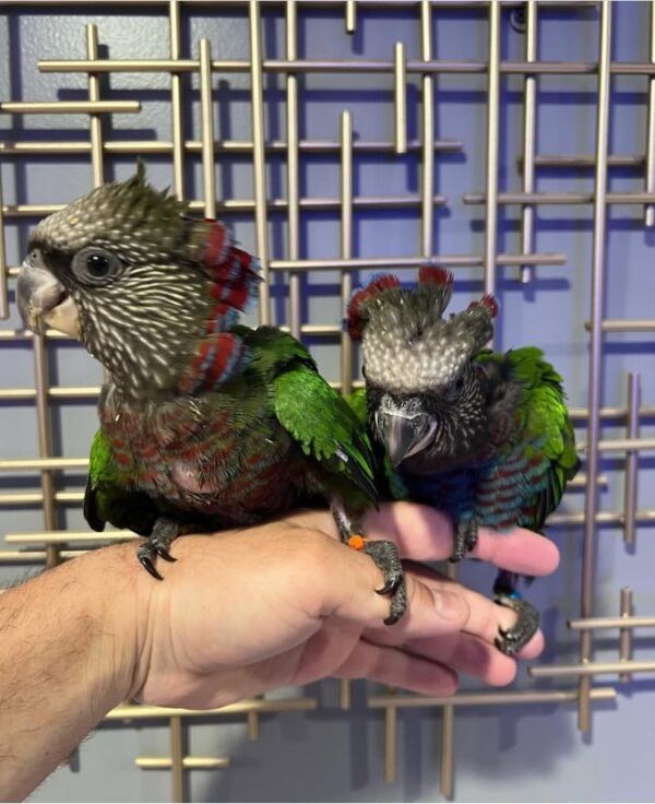 Hawk Headed Parrots