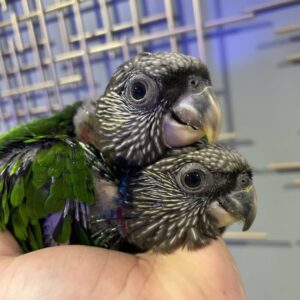 Hawk Headed Parrots Babies