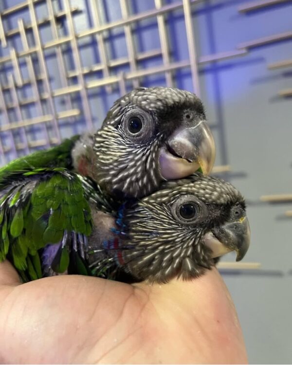 Hawk Headed Parrots Babies