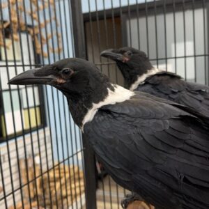 African pied crows for sale