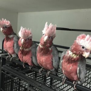 Galah Cockatoo