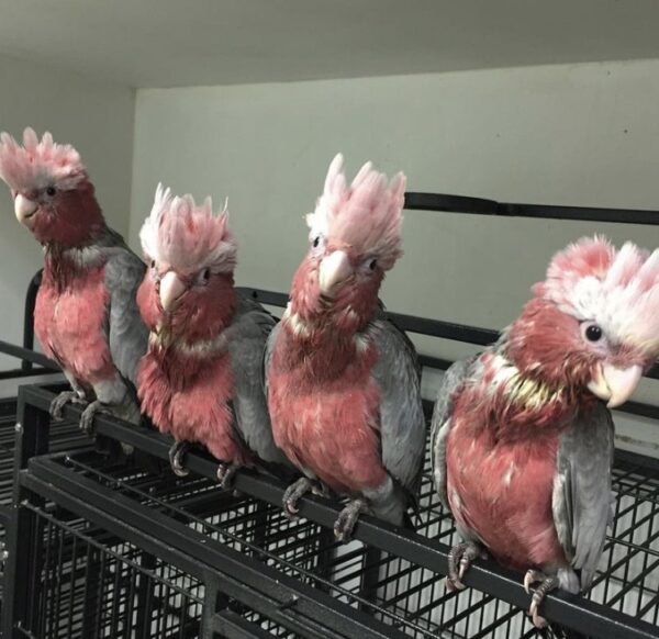 Galah Cockatoo