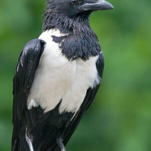 African pied crows for sale