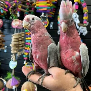 Galah Cockatoo