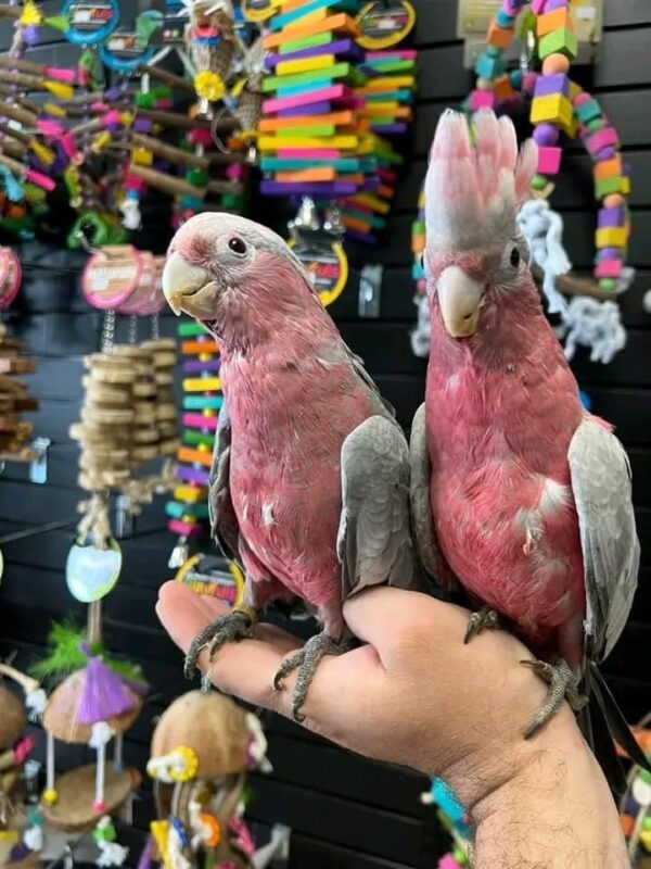 Galah Cockatoo