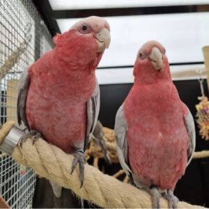 Galah Cockatoo