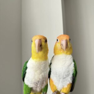 White Bellied Caiques