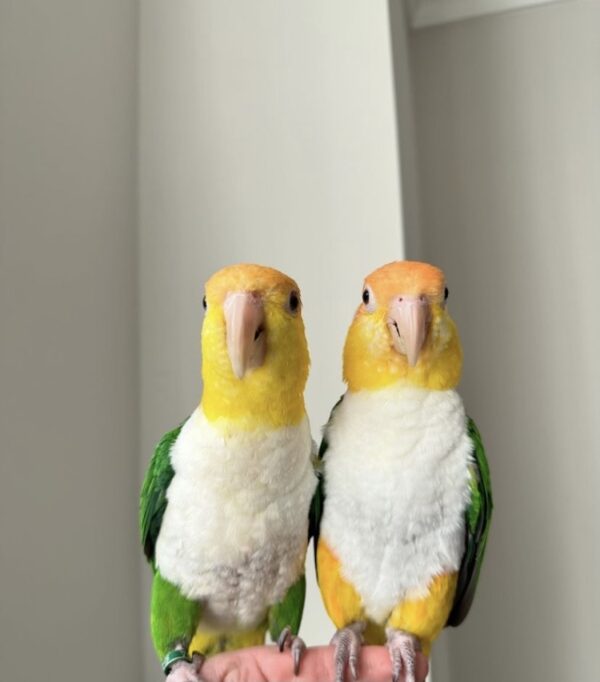 White Bellied Caiques