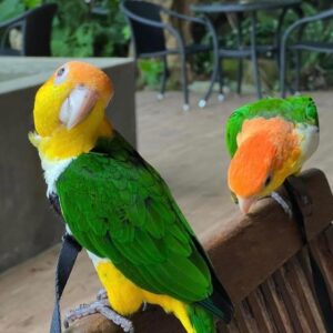 White Bellied Caiques