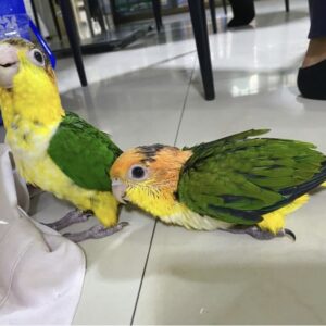 White Bellied Caiques