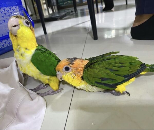 White Bellied Caiques