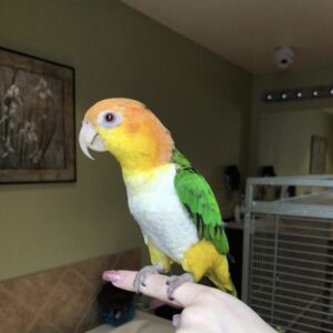 White Bellied Caiques