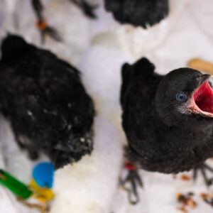 Baby Ravens available for sale