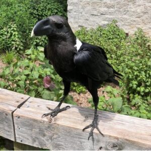 White necked Raven