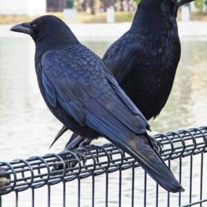 American Raven available 