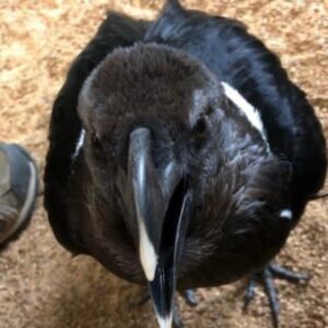 White necked African Ravens for sale