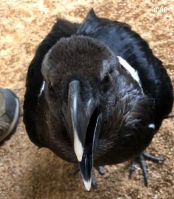 White necked African Ravens for sale