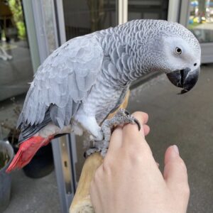 African Grey Parrots