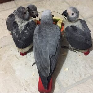 African Grey Parrots Babies