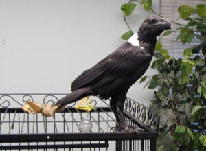  white necked African raven